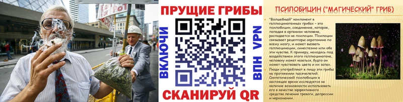 наркотики Западная Двина Галлюциногенные грибы Psilocybe